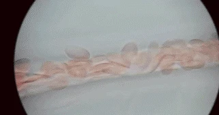 1732885404217980.gif